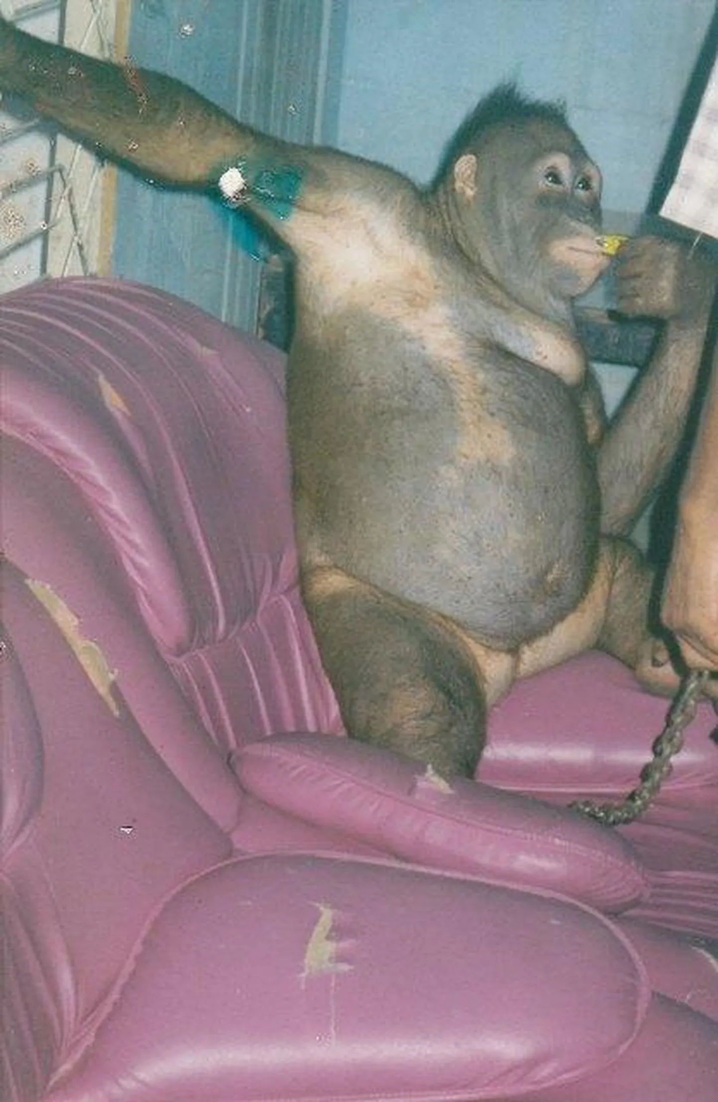 Noor orangutan Pony kannatas ääretu julmuse all.