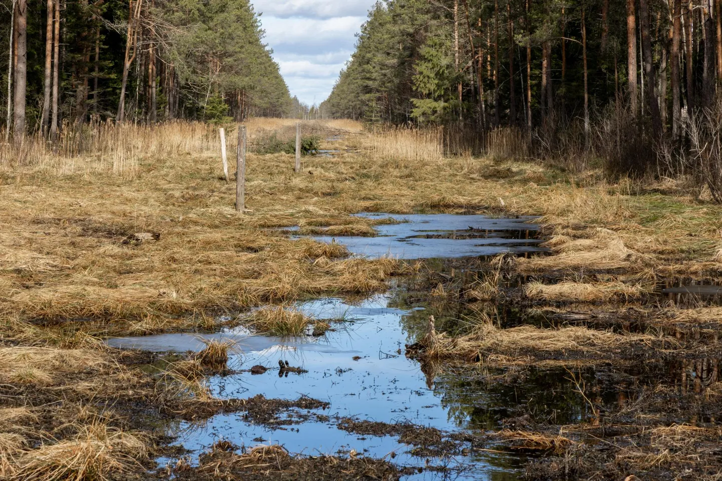 Kikepera looduskaitsealal on soode taastamiseks osa kuivenduskraave kinni lükatud.