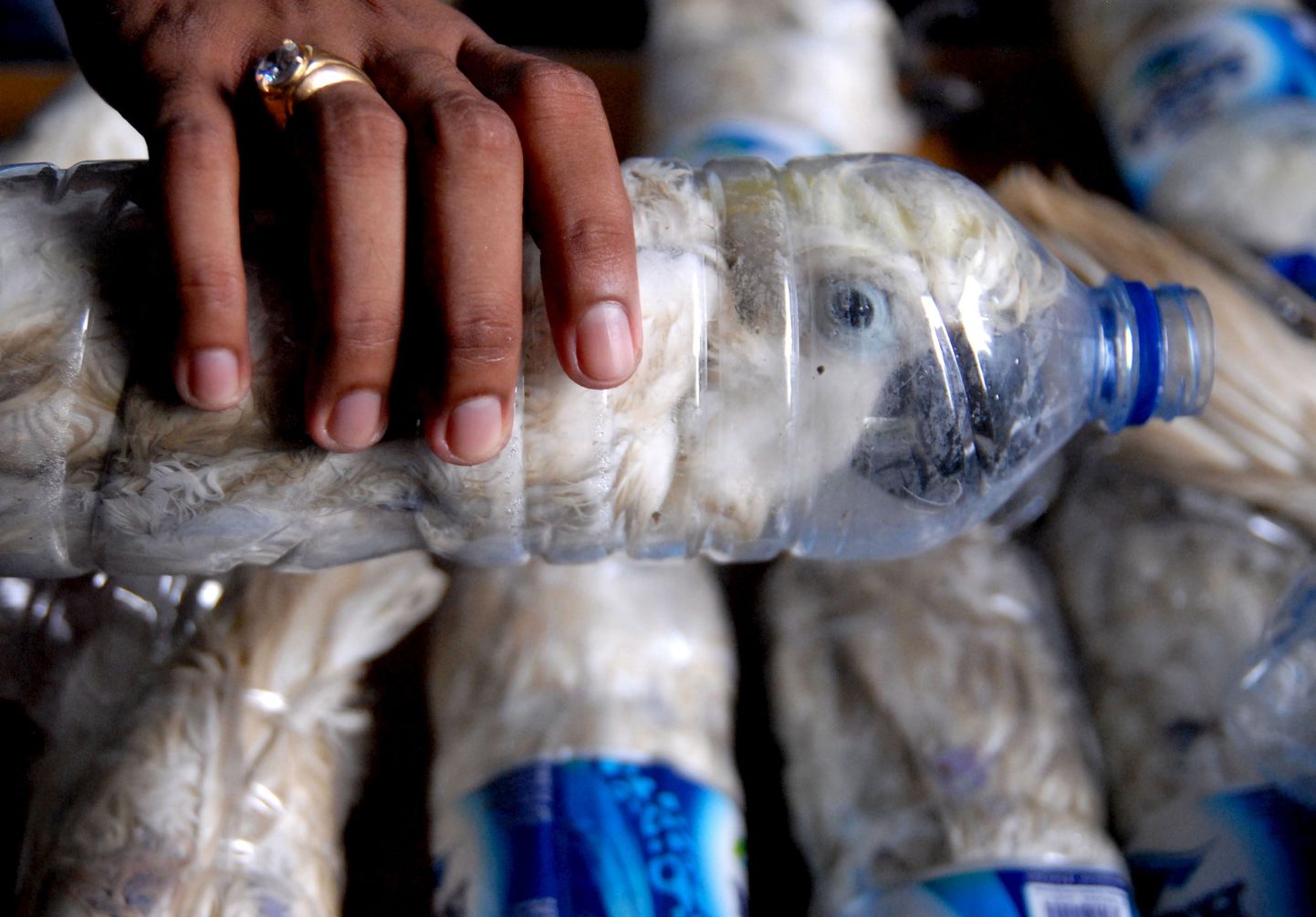 Контрабандисты спрятали попугаев в пластиковые бутылки.