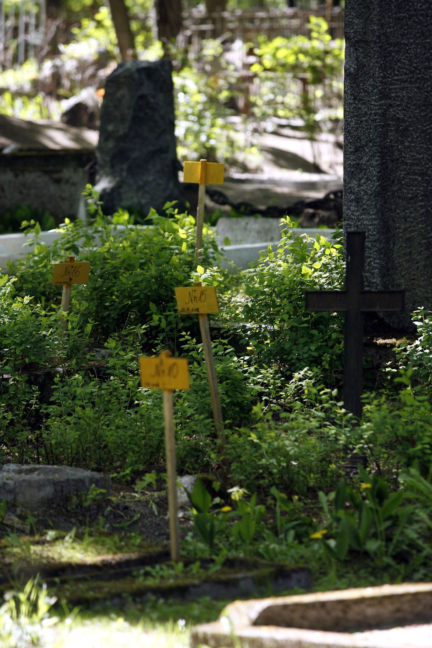 Hooldamata hauaplatsid Tallinna siselinna kalmistul