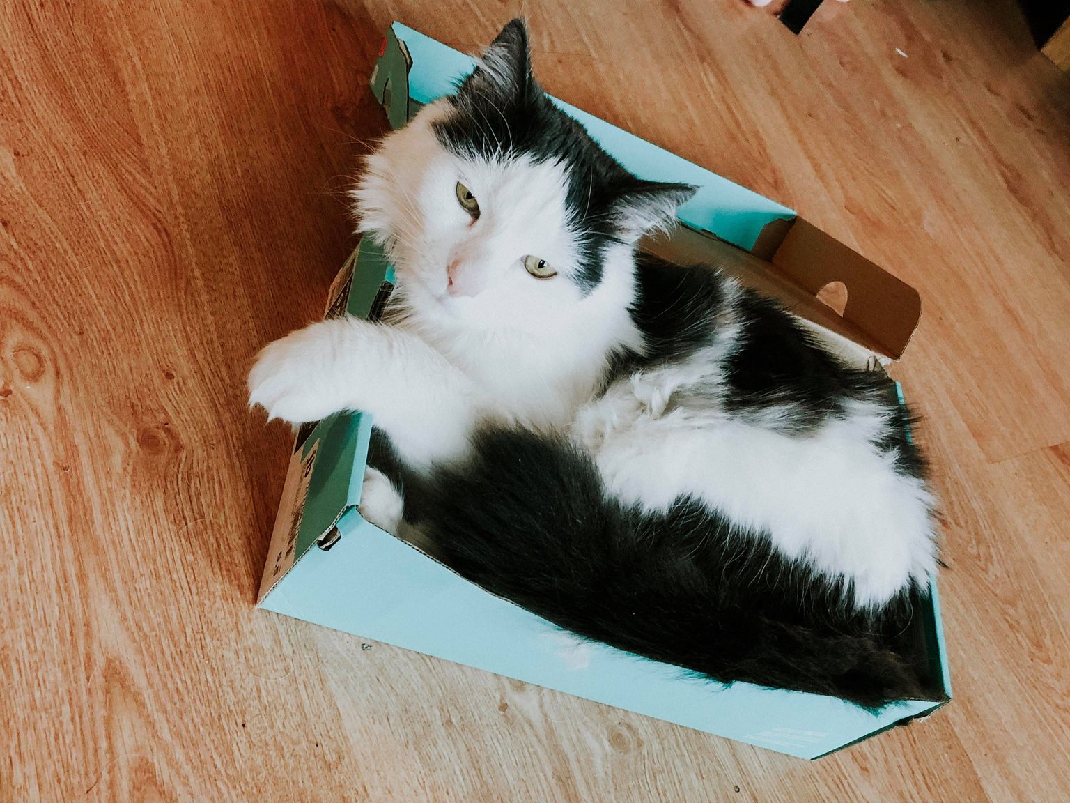 Kaķis kurpju kastē.
