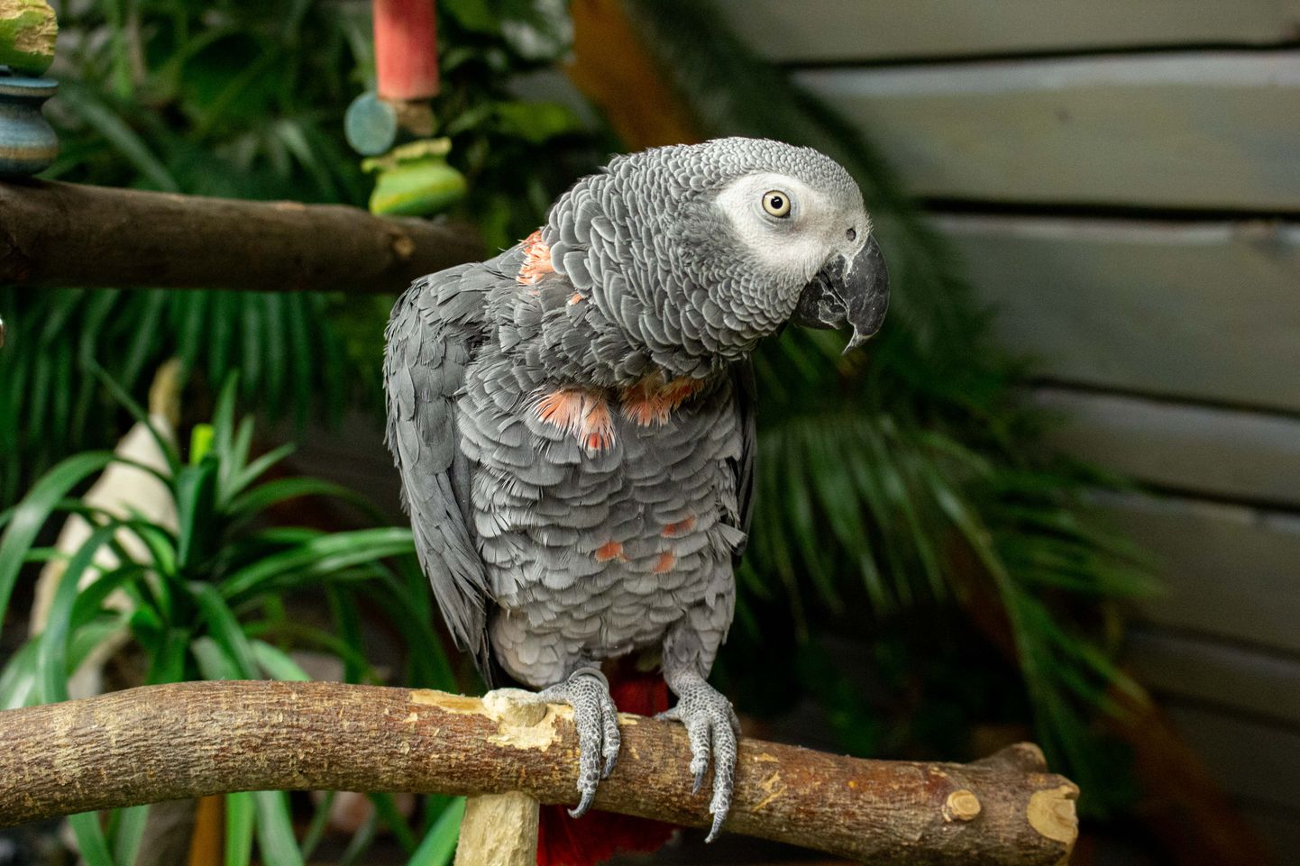 Võrumaa talus alustas tegutsemist papagoiteater. Foto on illustratiivne!
