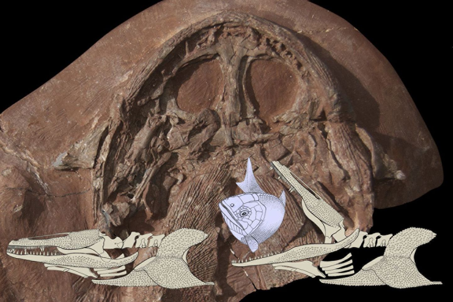 Eelajaloolise kahepaikse Gerrothorax pulcherrimus`e fossiil ja joonis, kuidas ta suu liikus