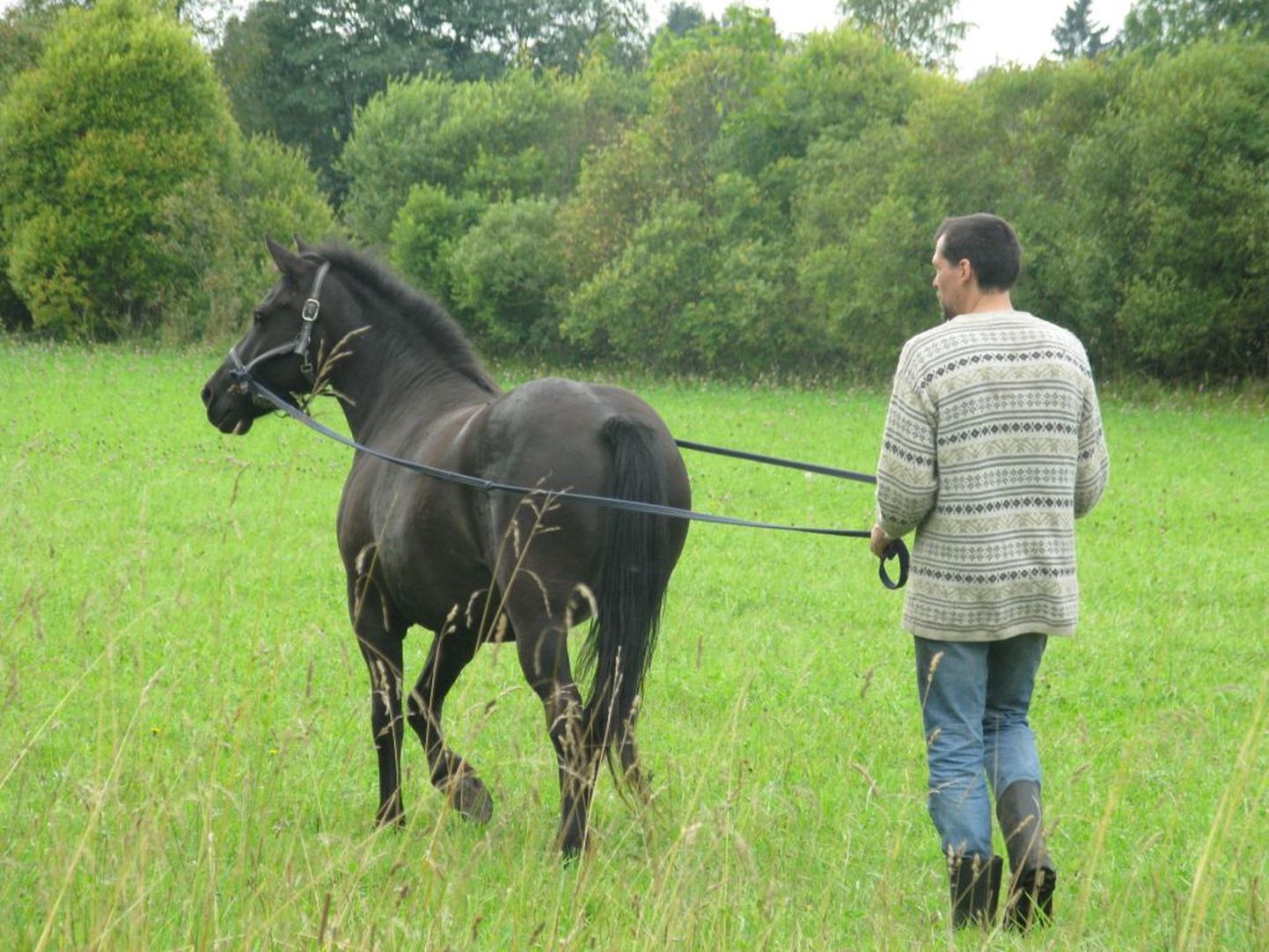 Hobune Aida on leidnud õnneliku kodu Kristi Raudsepa ja Madis Kuninga juures Vändramaal.