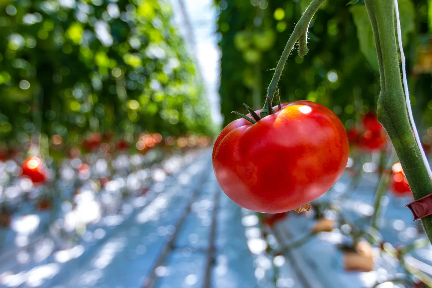 Tomatikasvandus, pilt on illustratiivne.


Foto: Arvo Meeks / Lõuna-Eesti Postimees