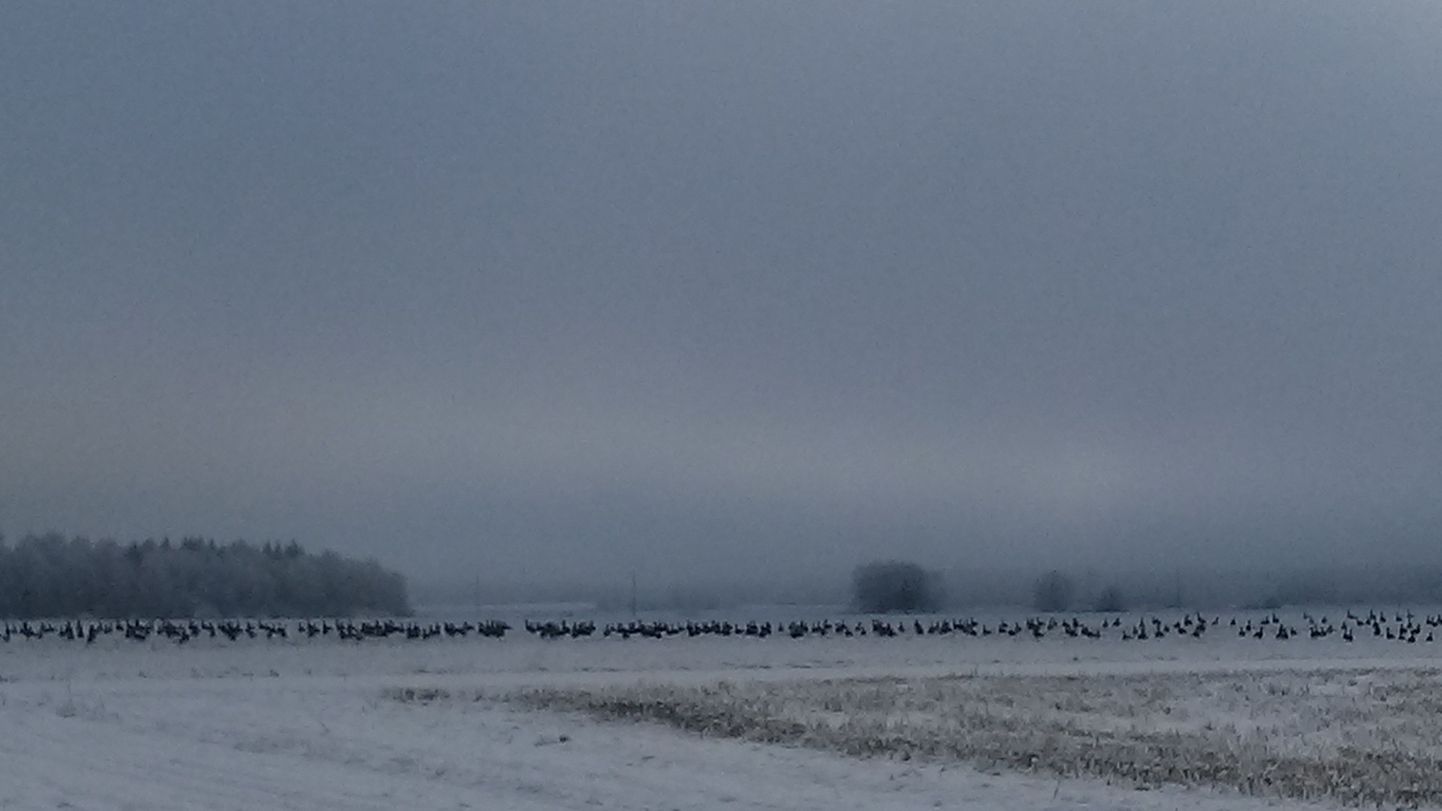 Lumi ja linnud Türi vallas Saareotsa külas.
