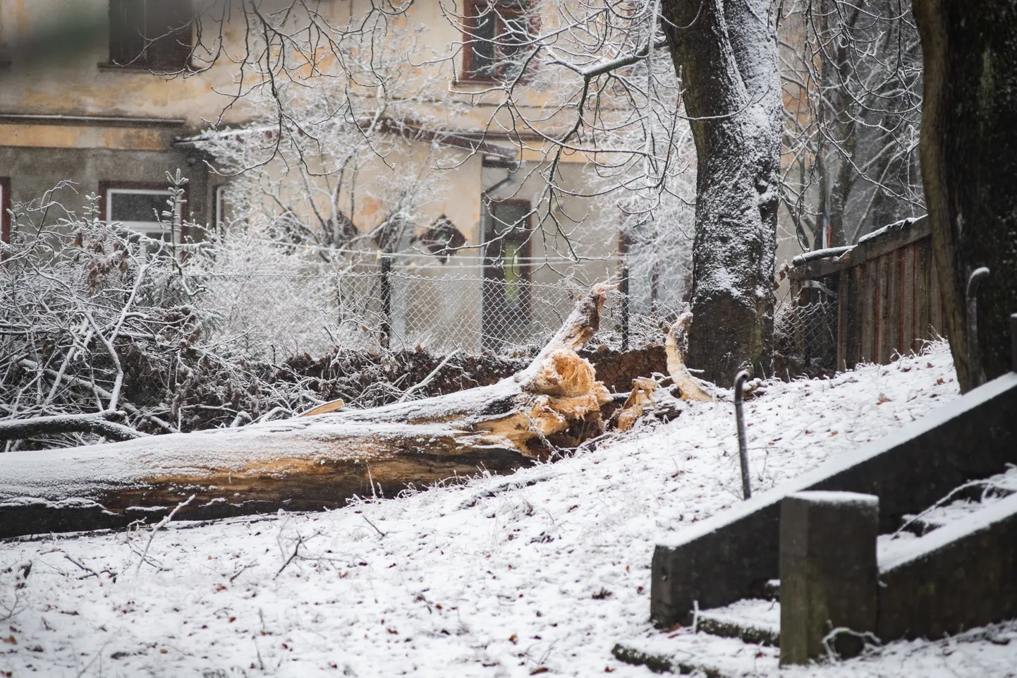 Foto: Melnsila un Kapseļu ielas krustojumā lūzis koks