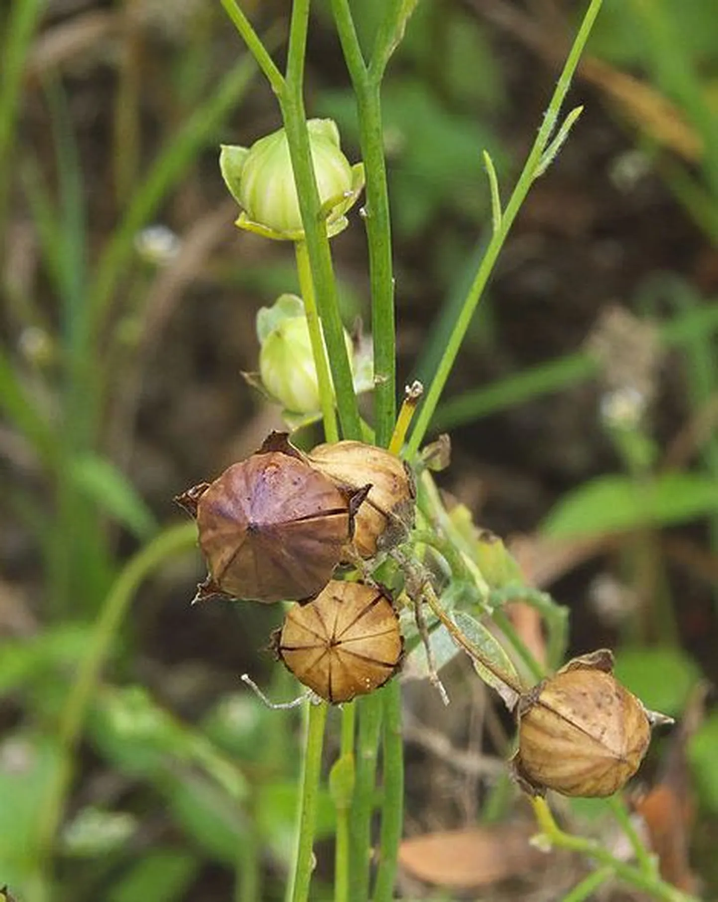 Linataim
