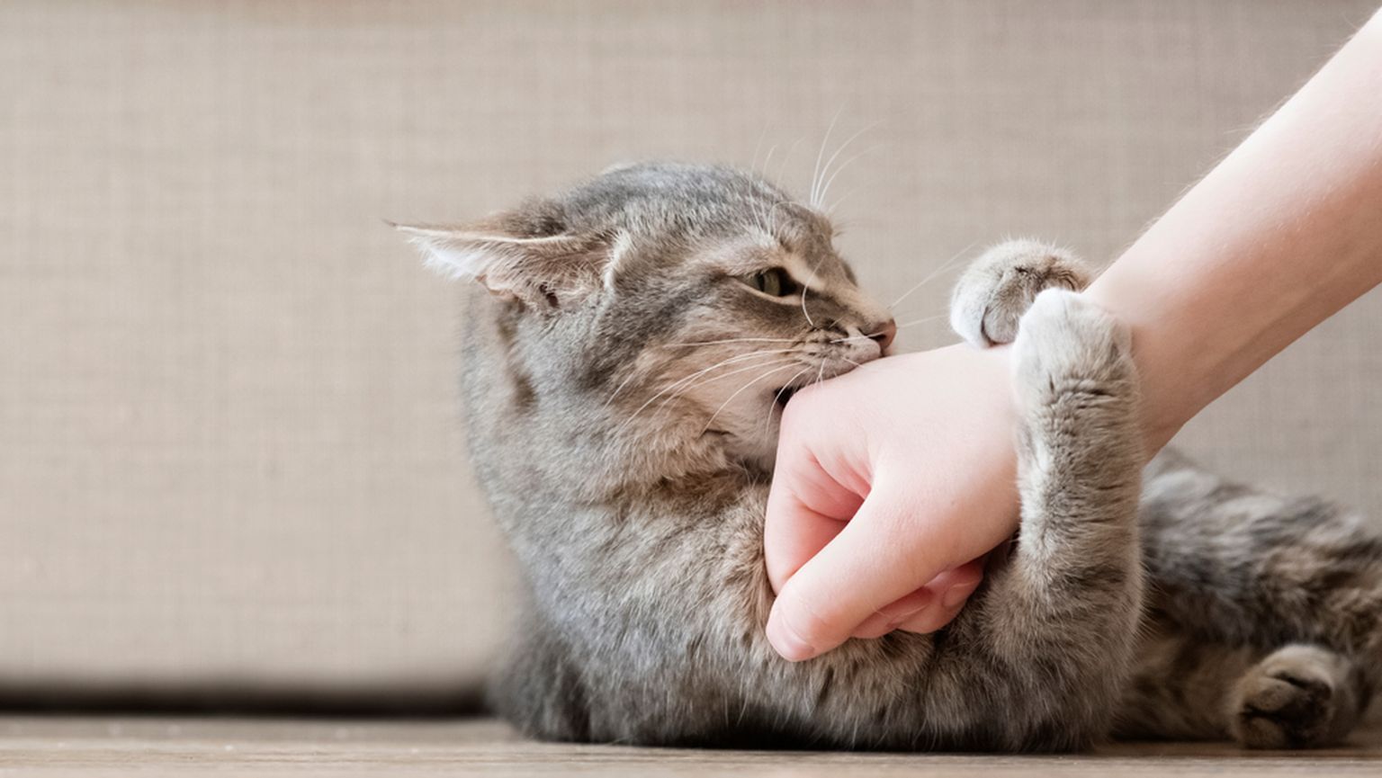 Sageli ei pane inimesed tähele hoiatavaid märke, mida kassid oma tagasihoidliku kehakeelega väljendavad.