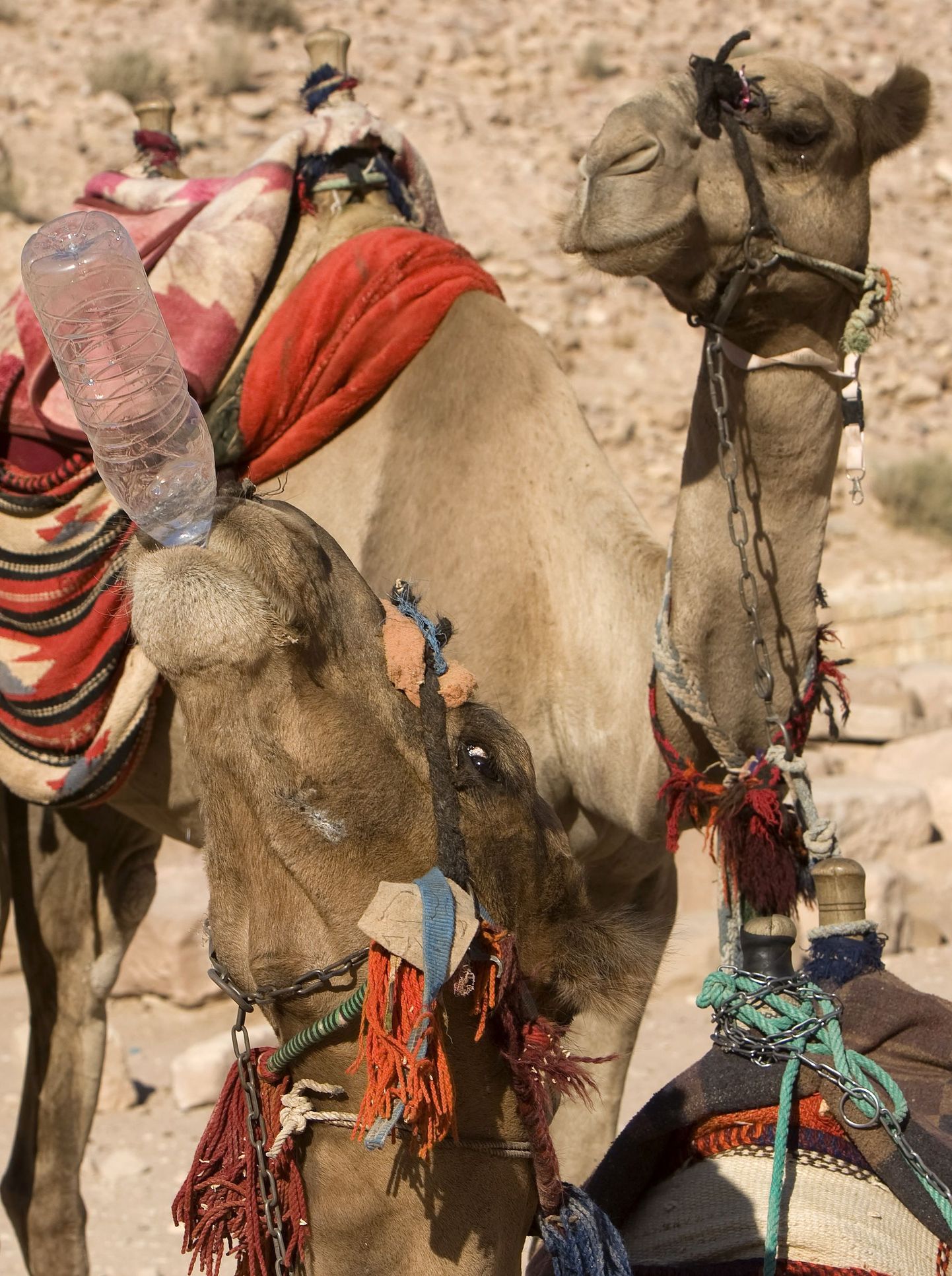 Noored kaamelid ei käitu enamasti agressiivselt, kuid võivad lemmikloomana pererahvale ohtlikuks muutuda.