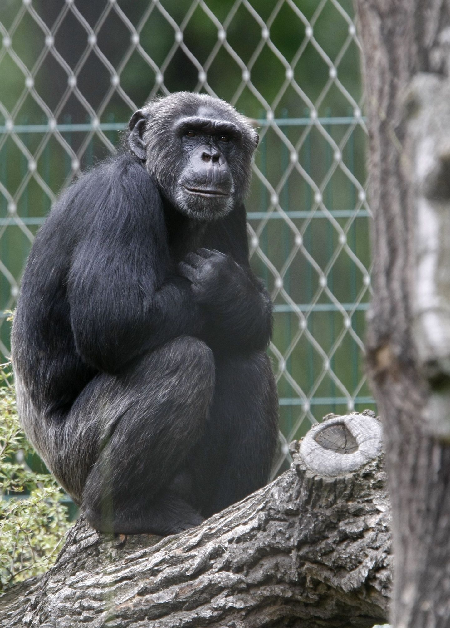 Šimpans Pedro, kes Berliini loomaaia direktoril sõrme otsast hammustas