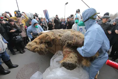 Vene teadlased igikeltsast leitud mammuti jalaga. Pilt on illustreeriv. Vitali Belousov/RIA Novosti / Scanpix