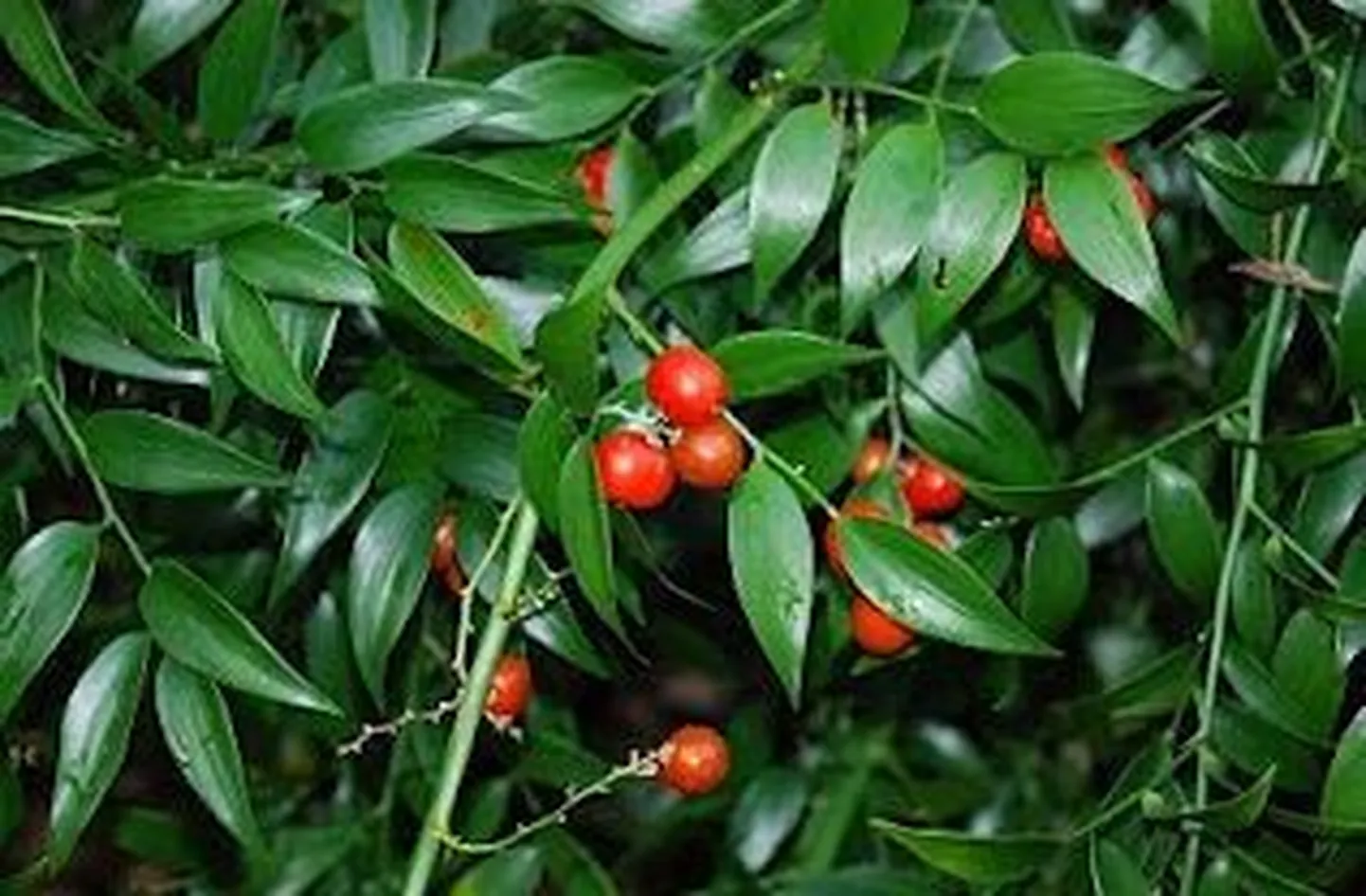 Ruscus racemosus