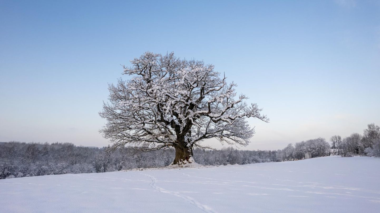 Eesti aasta puuks valitud Viljandi lähedal kasvav Viiralti tamm esindab Eestit Euroopas.