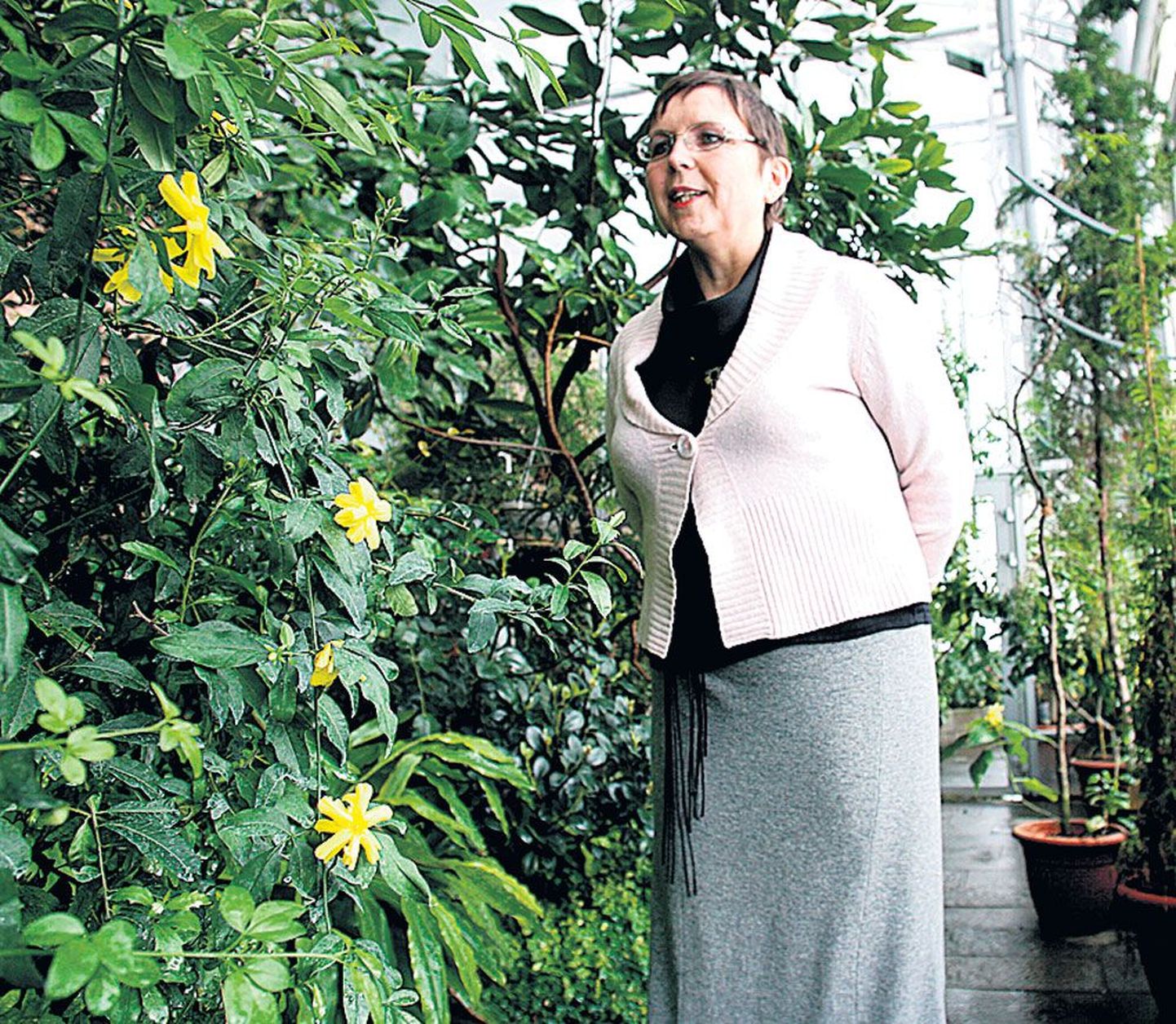 TÜ botaanikaaia aednik Diana Pärn tõi esimest korda õitseva kollase jasmiini pistiku Riia botaanikaaiast.