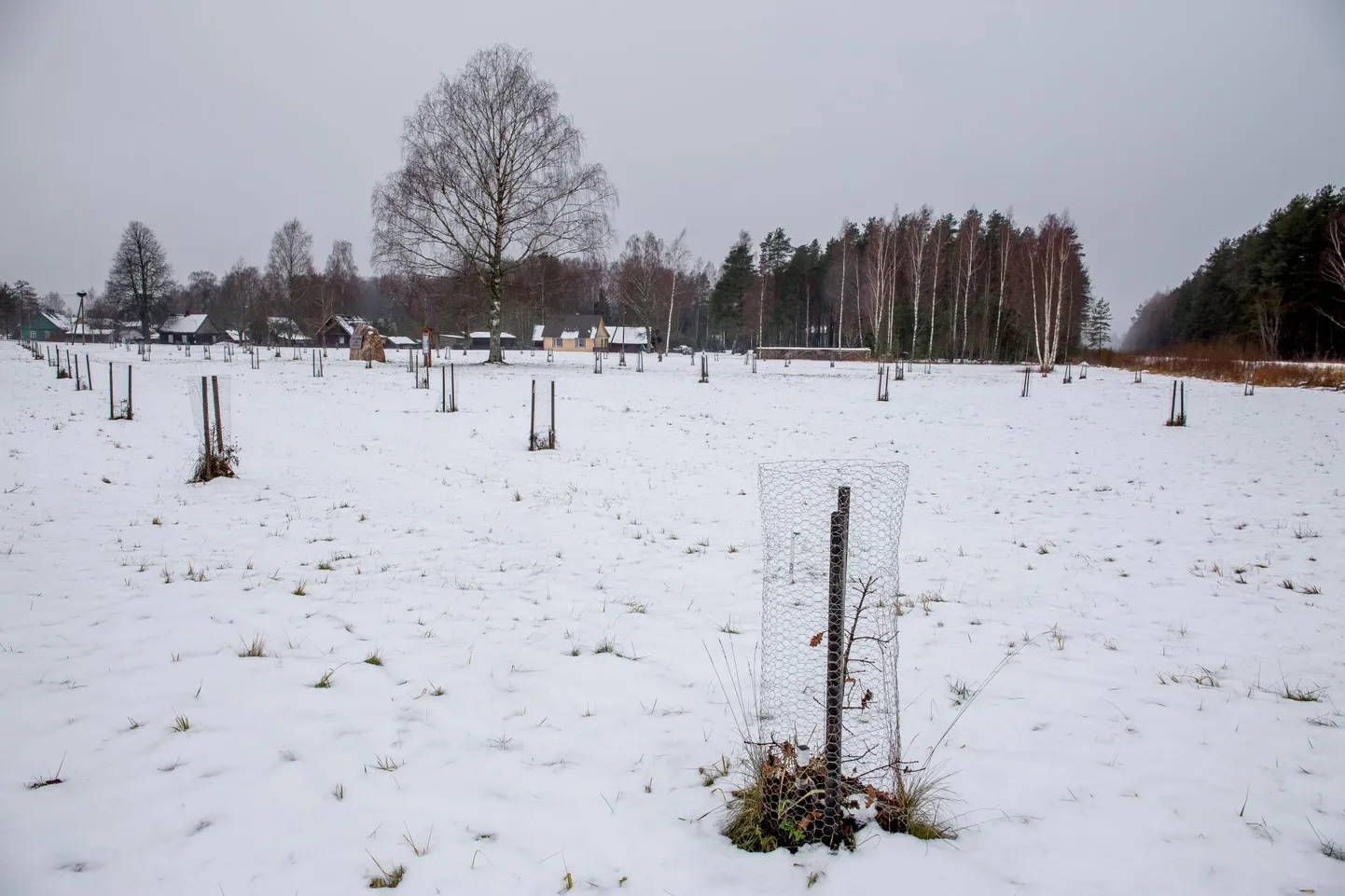 Saarde vallast, aga mujaltki küüditatute mälestuskivi paigal­datakse “EV 100” saja tamme pargi raudteepoolsesse nurka.