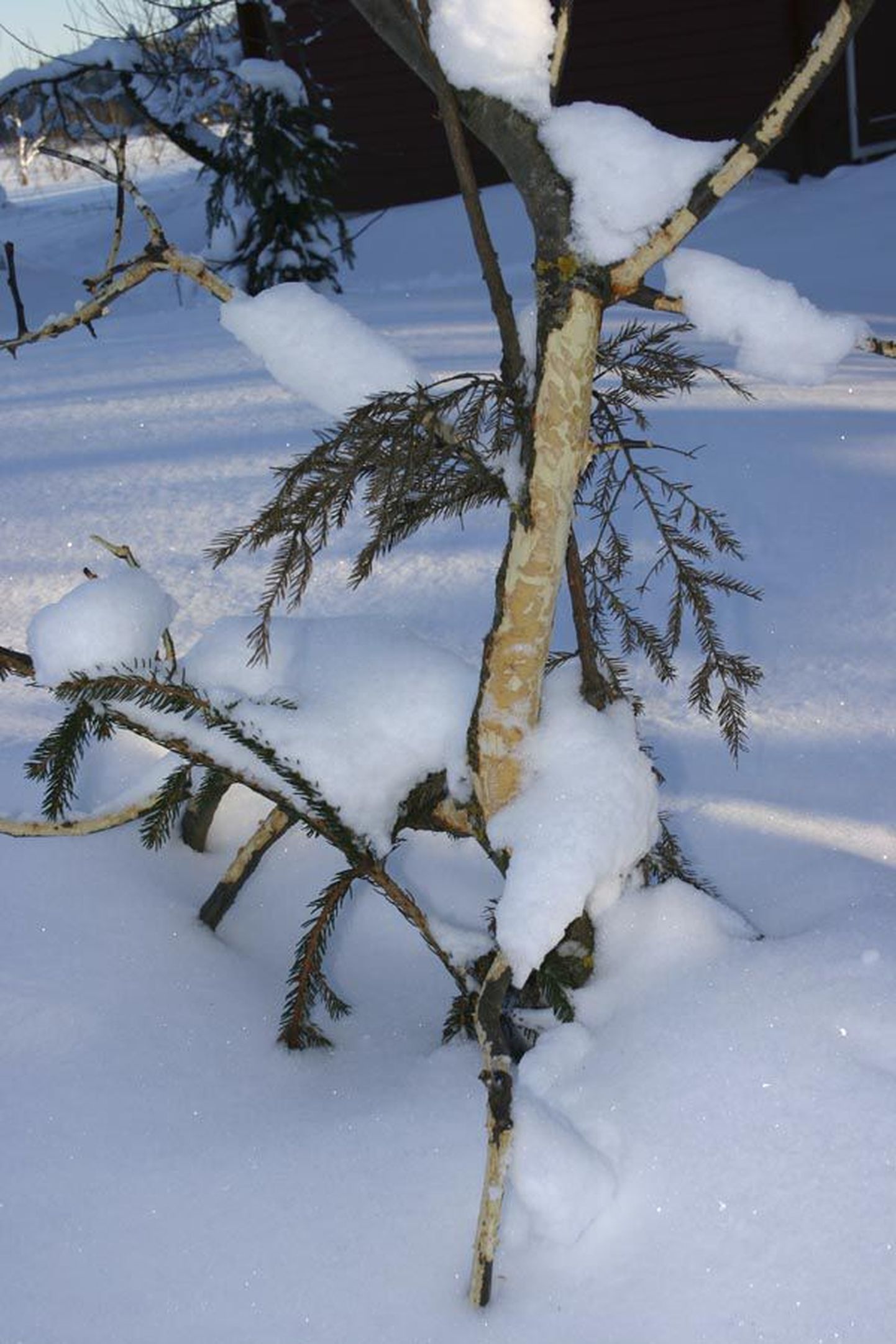Pollis asuva Teorehe talu õunapuu tüvi oli altpoolt küll kuuseokstega kinni mähitud, aga lumi on nii kõrge, et pikk-kõrvad närisid ära võra keskosas oleva tüvepikenduse.