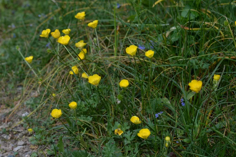 Gundega (Ranunculus repens).