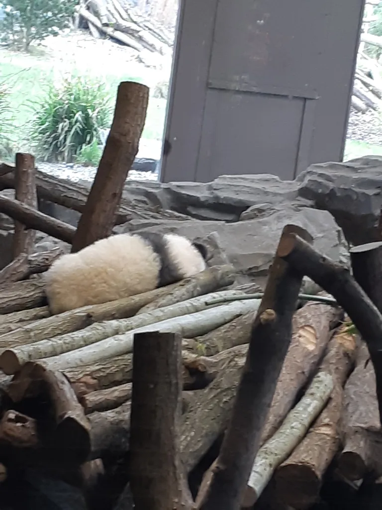 Pandapojad eelistasid aediku uurimise asemel magada