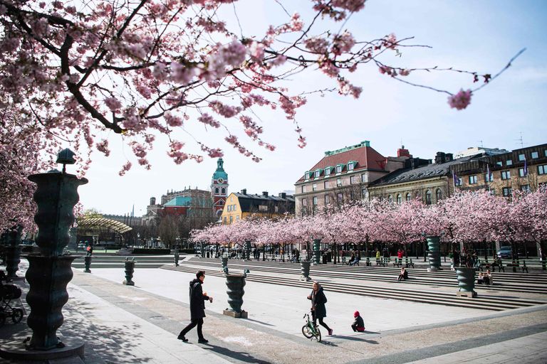 Цветение сакуры в Стокгольме.