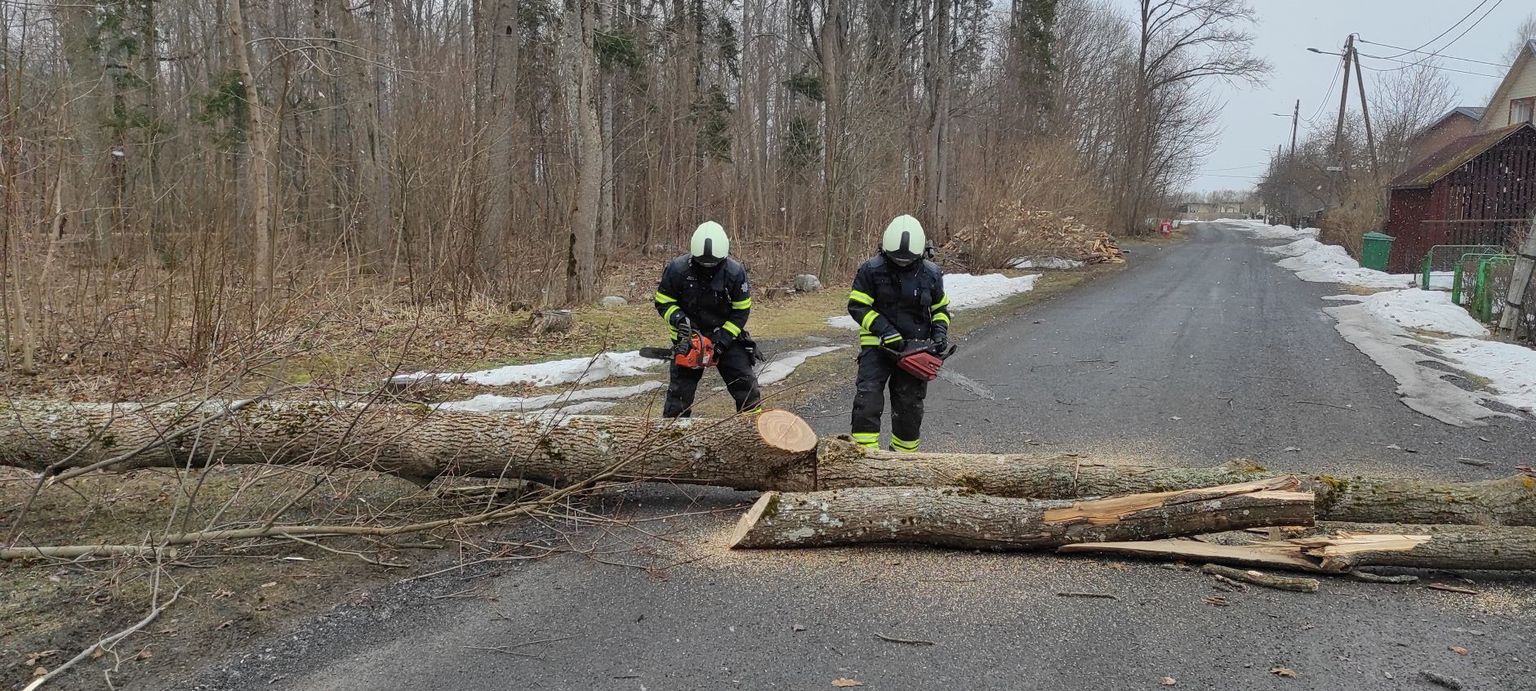 Päästjad puud teelt eemaldamas. Foto on illustreeriv.