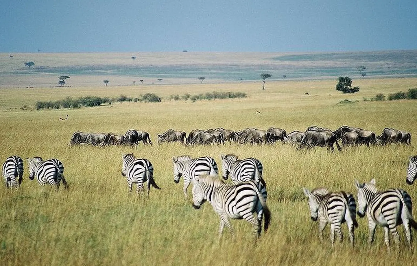 Serengeti sebrad ja gnuud