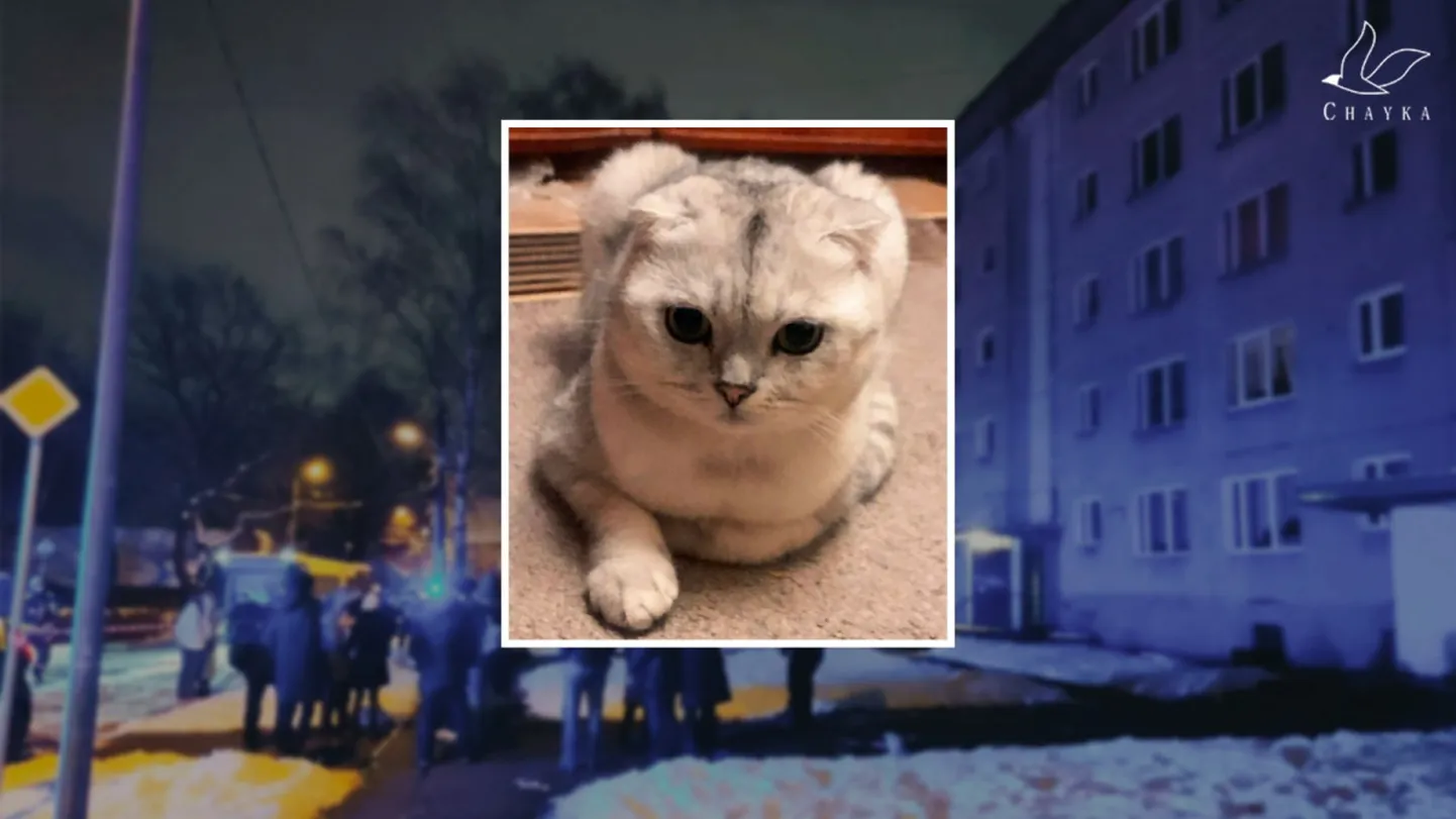 Кот Арчи, шотландский вислоухий, 4 года. Фото жительницы эвакуированного подъезда. На фоне - эвакуация жителей в Болдерае.
