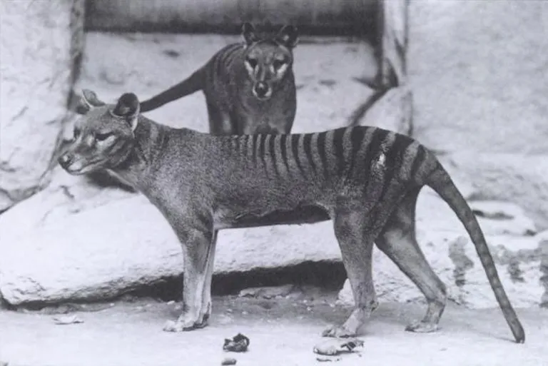 Austrālijas vilksomainis.