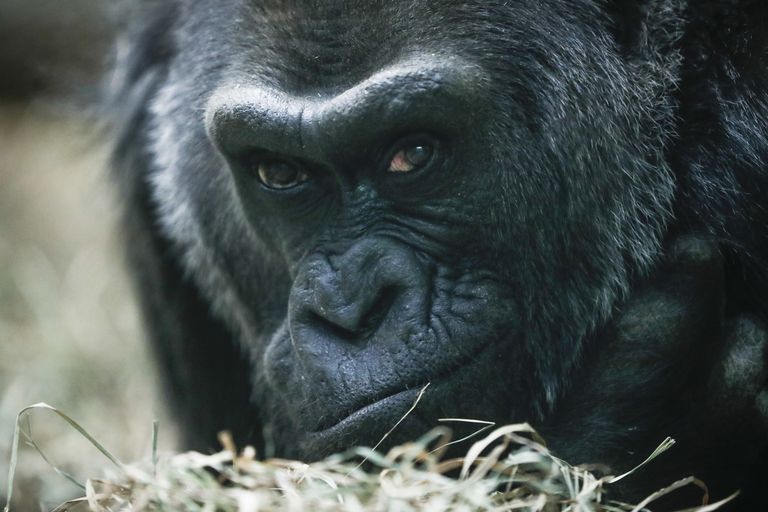 Ohio osariigis Columbuses asuva loomaaia gorilla oma puuris. John Minchillo/AP/Scanpix