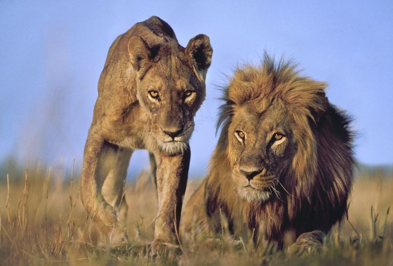 Emane ja isane lõvi