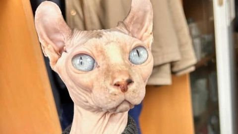 В эстонский приют сдали кота крайне редкой породы: причина шокирует