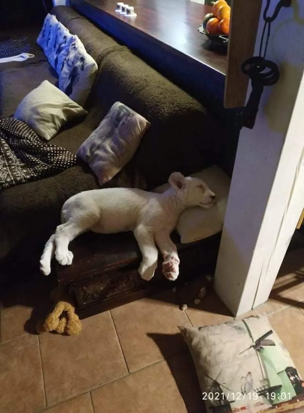 Isane albiino lõvi, kelle Eino oleks peaaegu endale võtnud.
