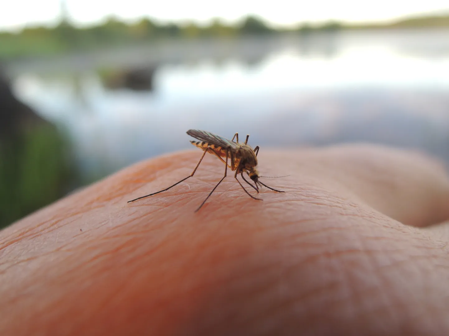 Sääsk. Pilt on illustreeriv