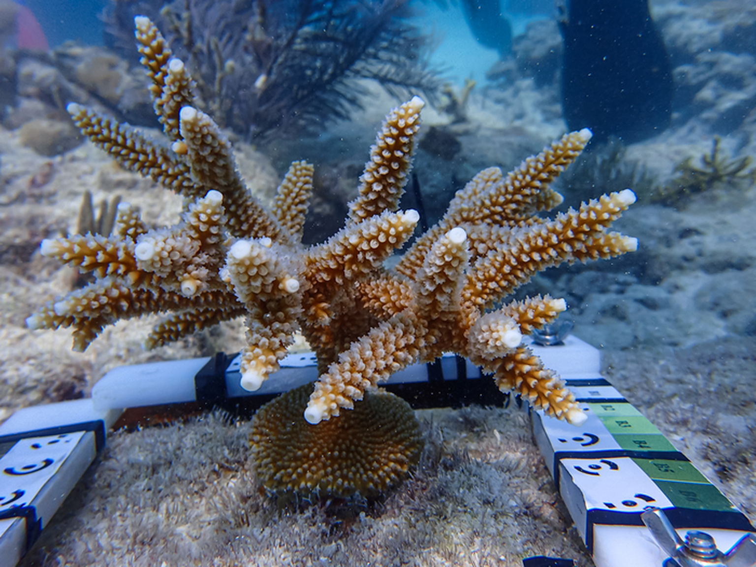 Siiratud koralli Acropora cervicornis koloonia tunneb end korallrahul hästi.