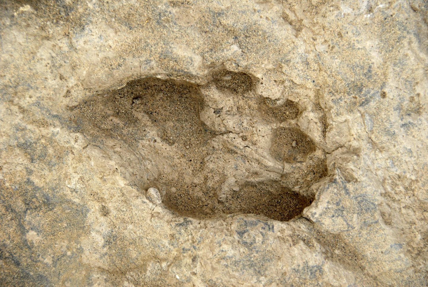 Homo erectuse jalajälg