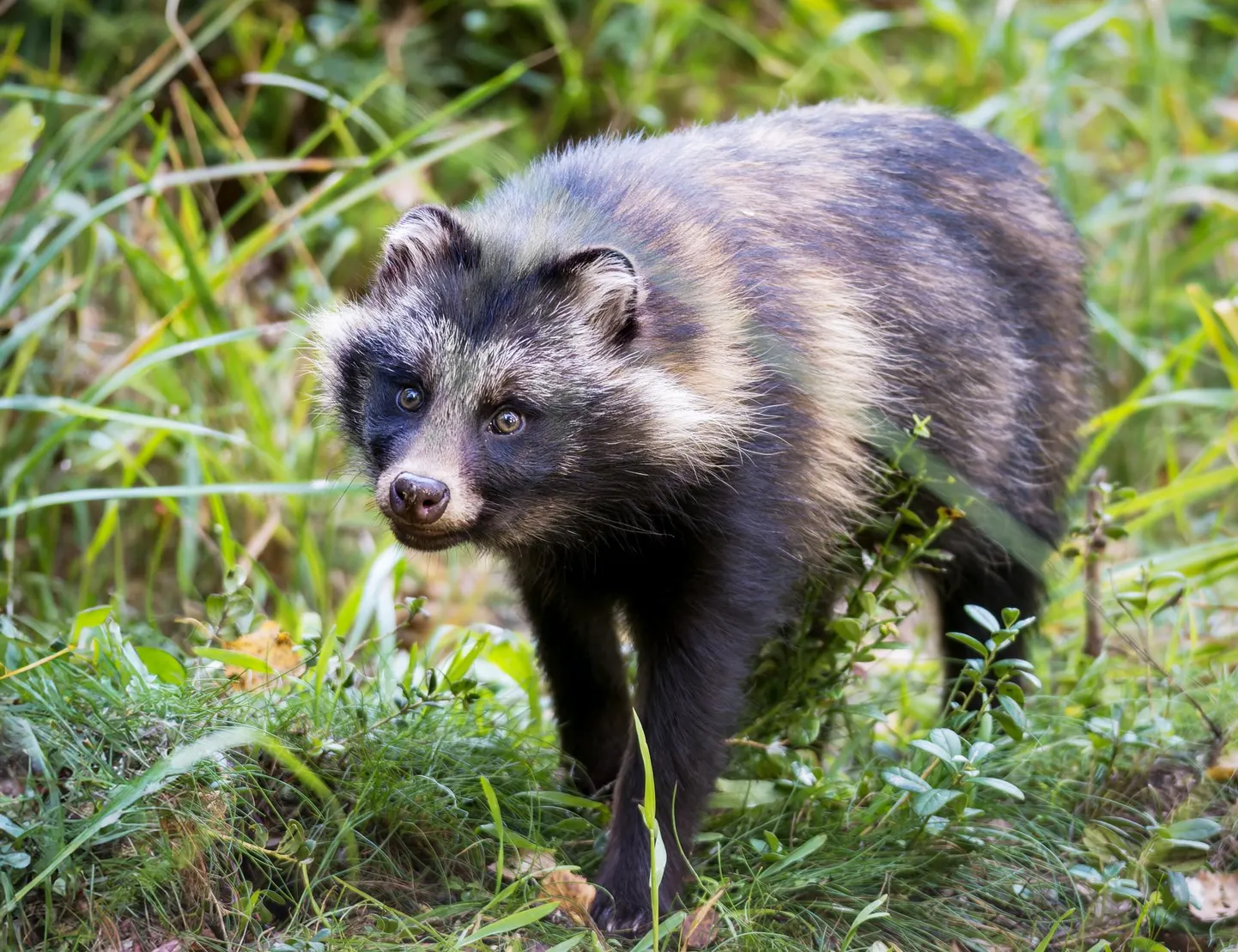 Kährikkoera pojad on suve lõpuks kasvanud juba päris prisketeks paharettideks.