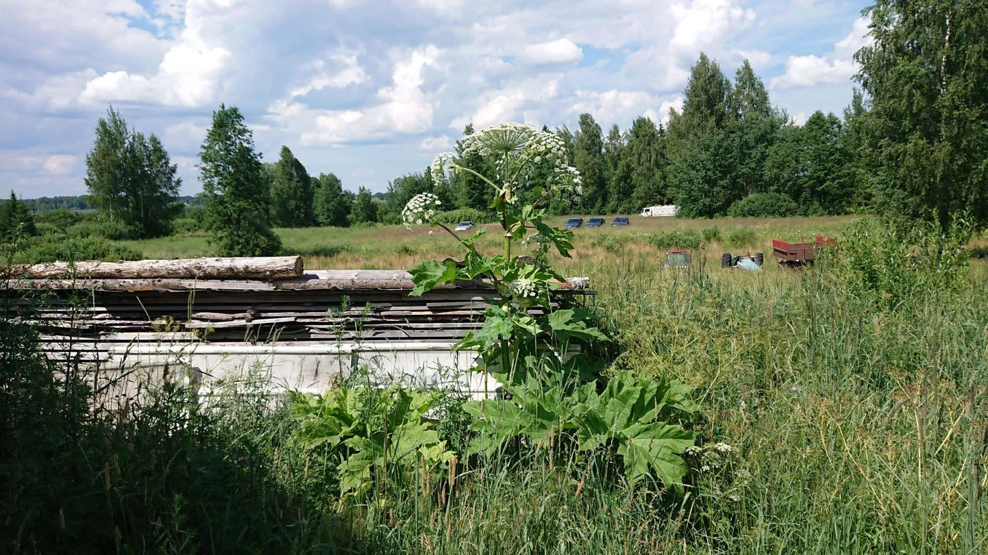 В крупных колониях борщевика борьбу с ним приходится вести до 12 лет, затем еще так же долго присматривают за этим местом.