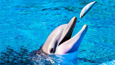 Редчайшего дельфина-альбиноса обнаружили в Черном море