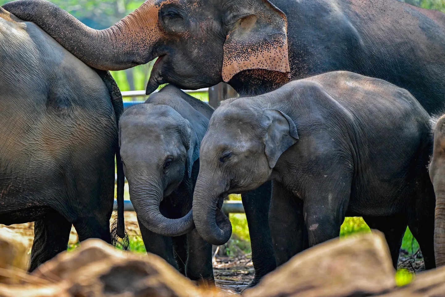 Sri Lanka elevandipere.