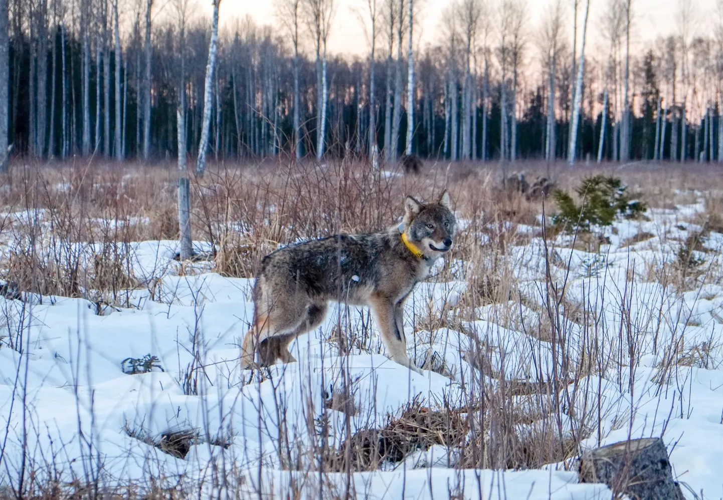 Oleks selline seade, et saadad talle sõnumi: sealt on hundid kõik otsa saanud, sinna võib jääda, see on vaba ala.