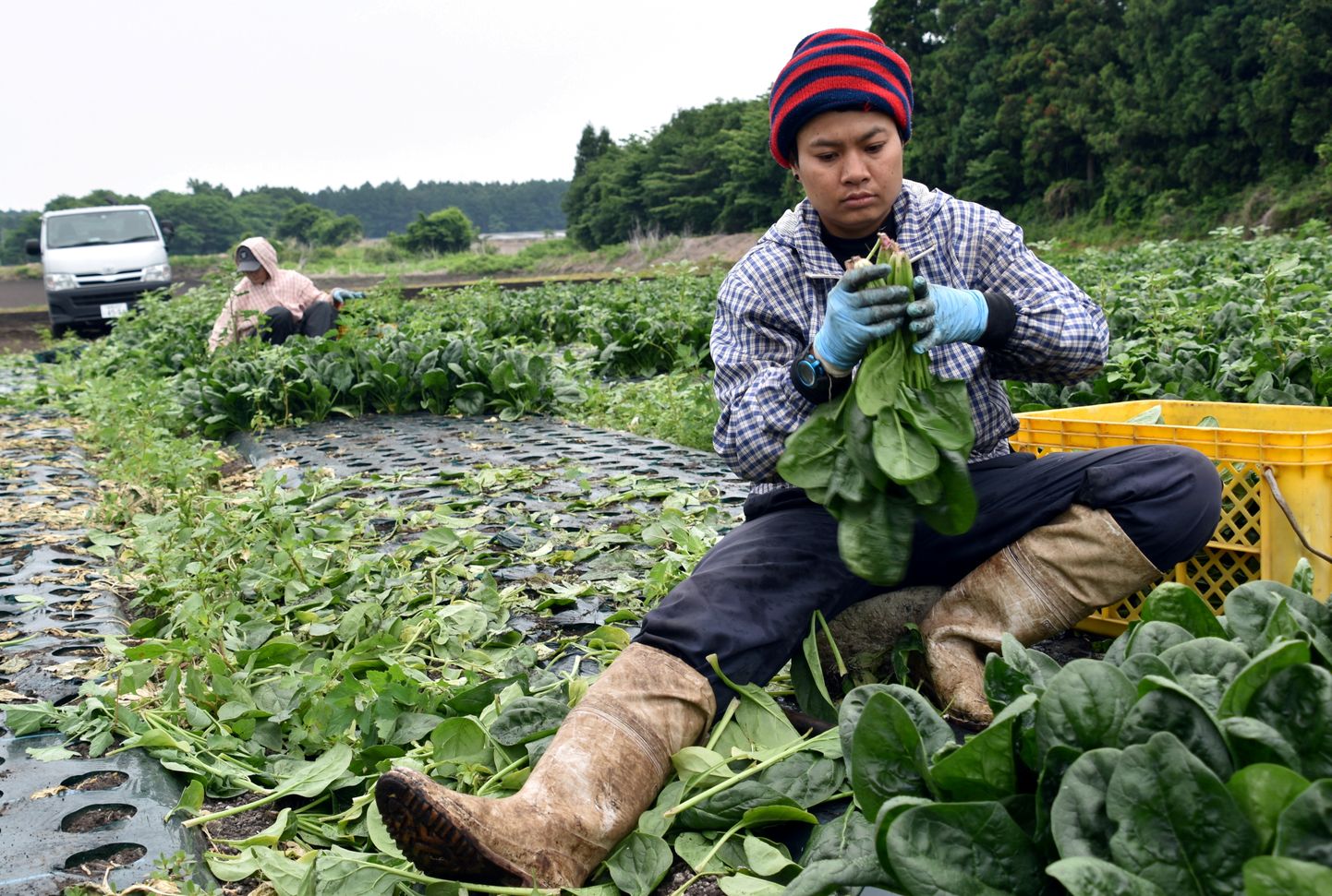 Tai võõrtöölised töötamas Jaapani farmis.