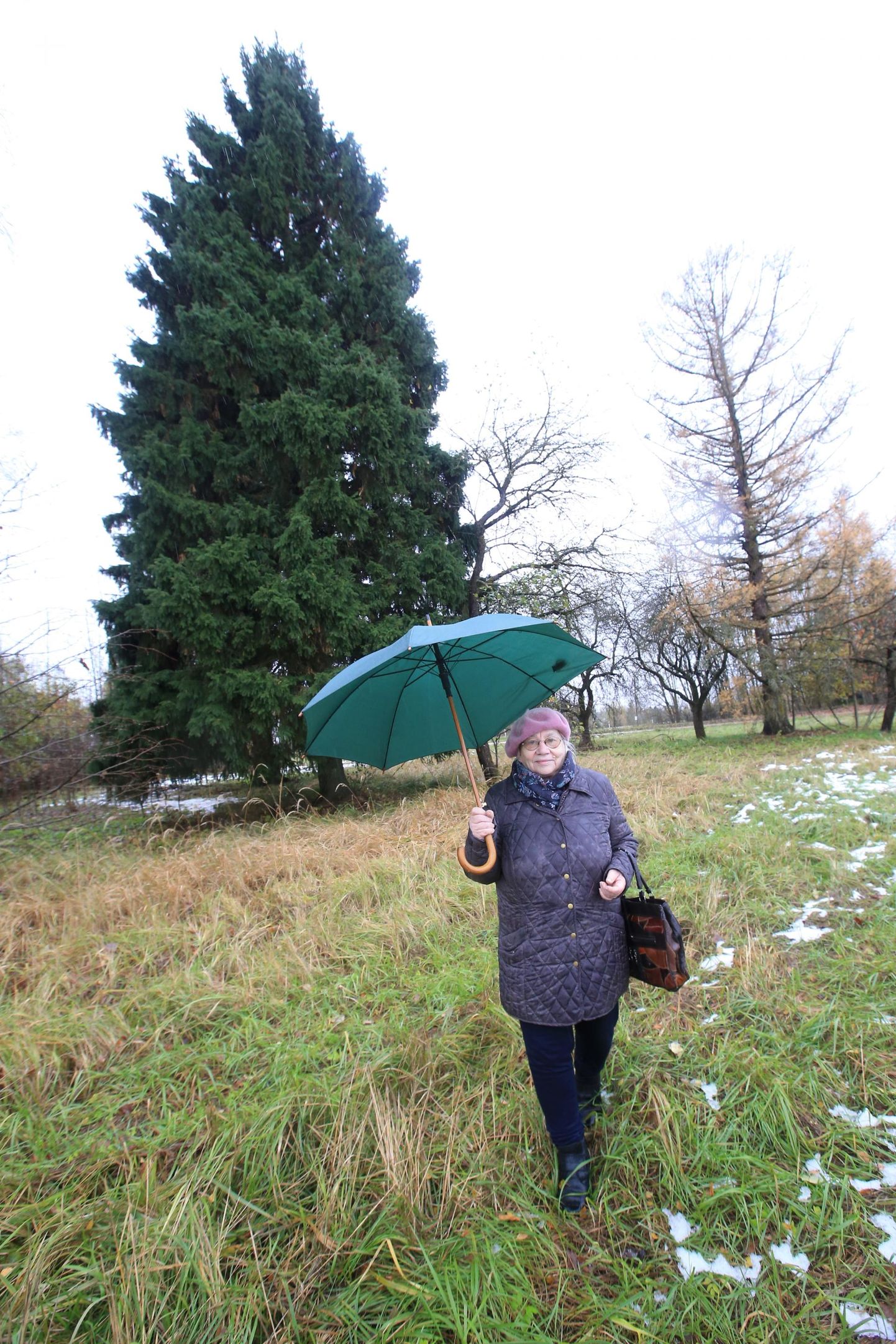 Silvi Jänes pakkus sihvakat kuuske linna jõulupuuks eelmisel aastal, kuid toona valisid Tartu linnavalitsuse haljastajad puu hoopis Kambja vallast.