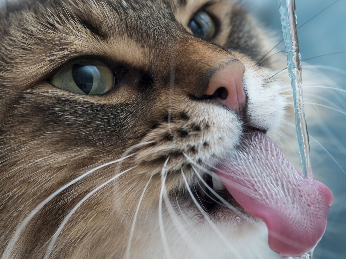 Кошка, пьющая воду
