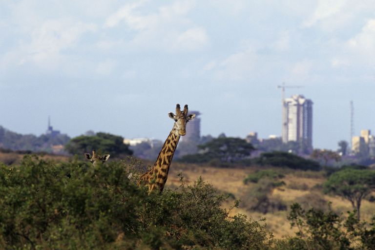 Nairobi rahvuspark