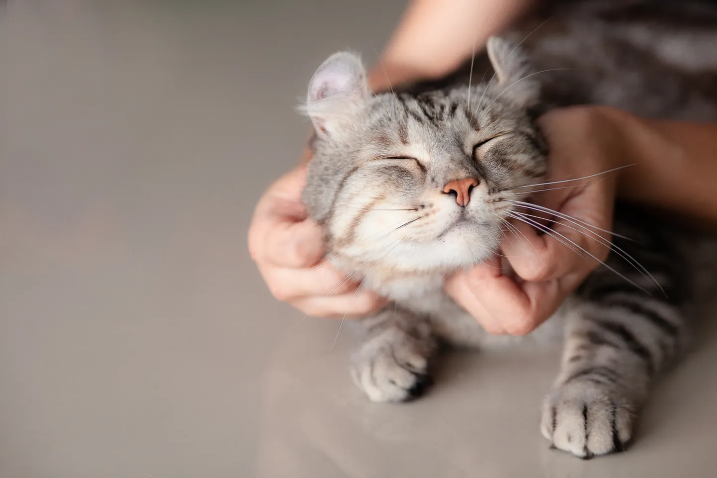 Кошка. Иллюстративное фото