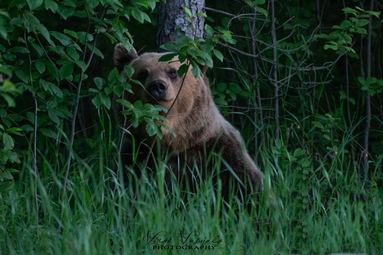 Karu liikus Mäo poolt Tallinna poole kõndides vahel teest eemale metsa ja siis tuli ootamatult järgmises kohas välja tee äärde ja jätkas maiustamist võililledega. Niimoodi kulges ta seal hiliste õhtutundideni välja.