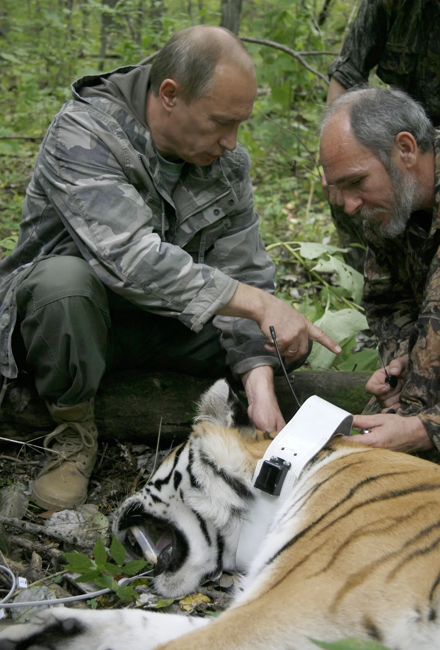 Vladimir Putin tiigrile saatjat külge kinnitamas