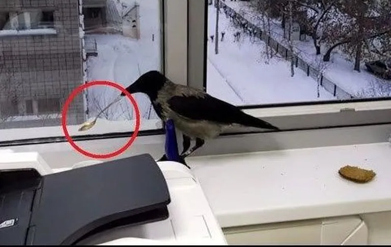 Vares viis hõbedase lusika
