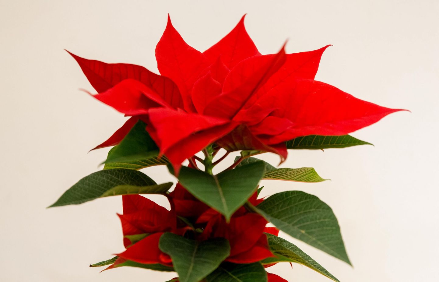 Looduses kasvab vaid punaste lehtedega jõulutähti, aga aretatud on ka roosades, lillades, valgetes ja kollakates toonides sorte, samuti kirjusid.