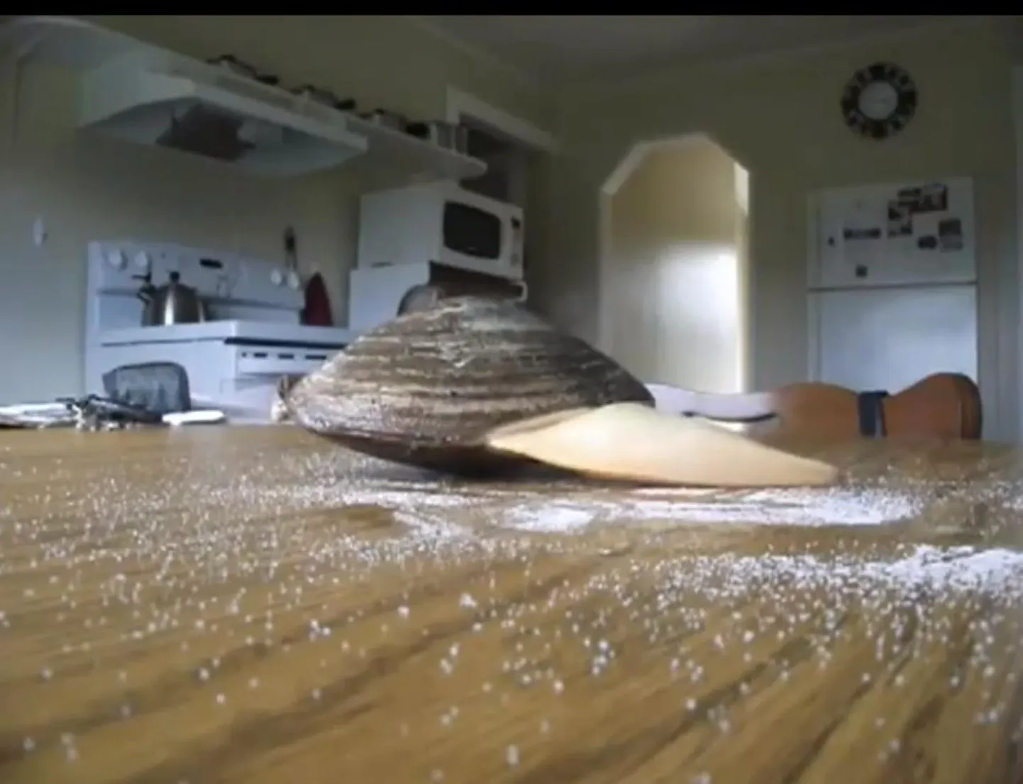 Elus merikarp köögilaual soola söömas